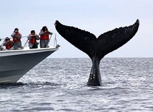 whale-watching