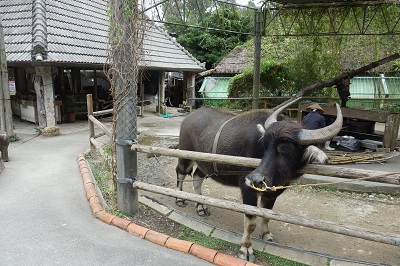 琉球村水牛